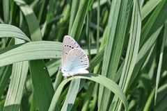 Glaucopsyche lycormas