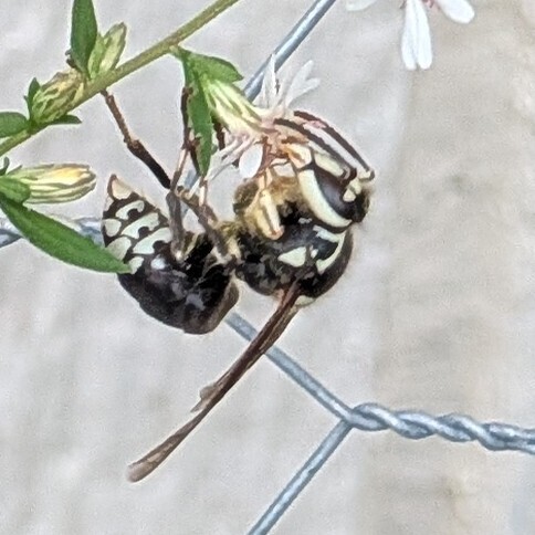 Bald-faced Hornet