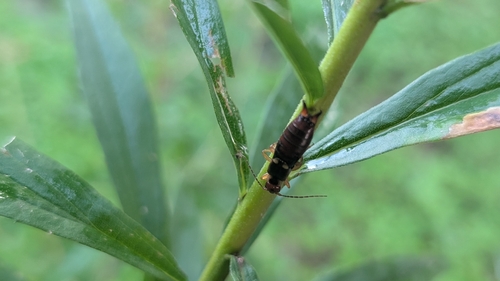 European Earwig