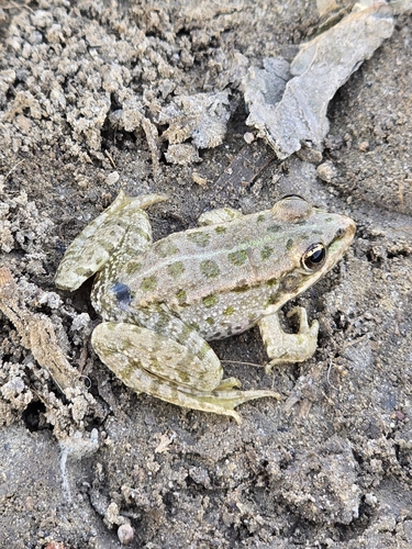 Marsh Frog