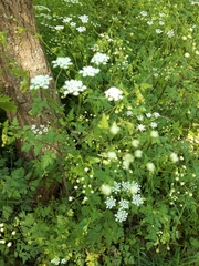 Chaerophyllum temulum