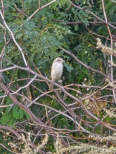 Red-backed Shrike