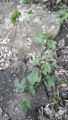 Humulus lupulus