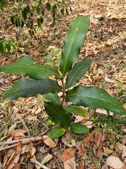 Corynocarpus rupestris arborescens