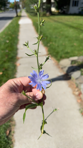 chicory