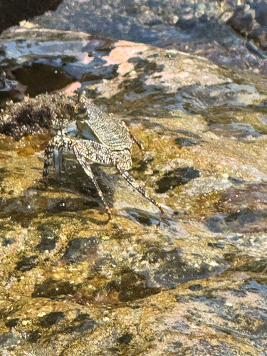 Sally Lightfoot Crab