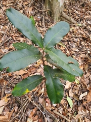 Corynocarpus rupestris arborescens