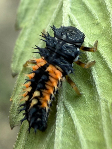 Asian Lady Beetle