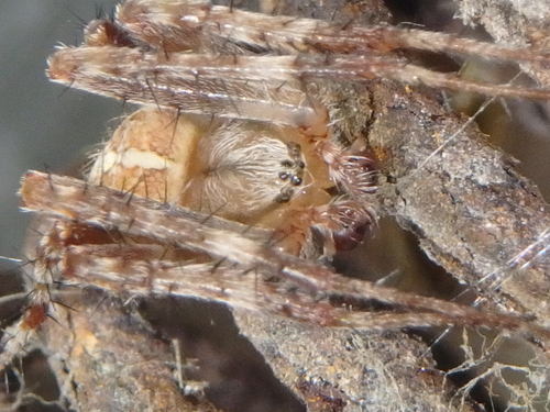Cross Orbweaver