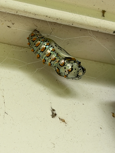 Variegated Fritillary