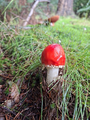 Fly Agaric