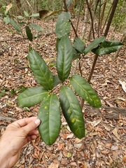 Corynocarpus rupestris arborescens