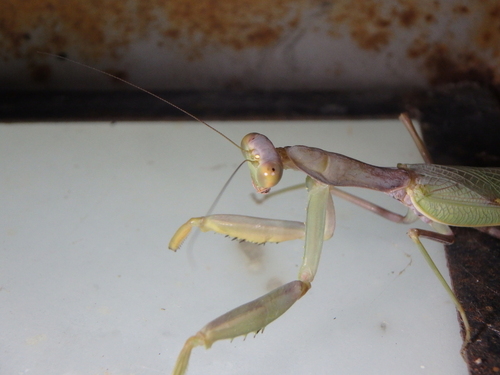 Transcaucasian Giant Mantis