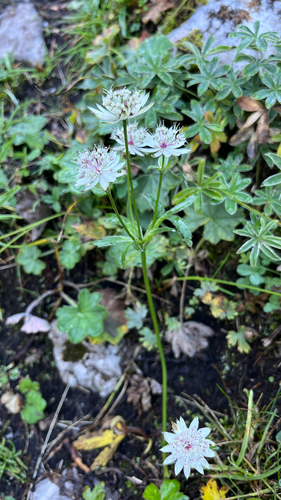 great masterwort