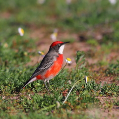Epthianura tricolor