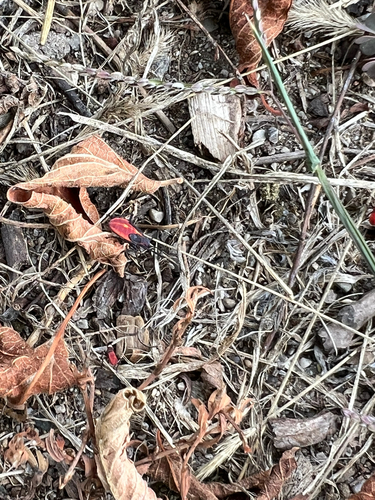 Eastern Boxelder Bug