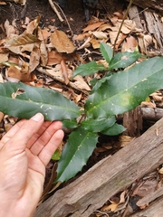 Corynocarpus rupestris arborescens
