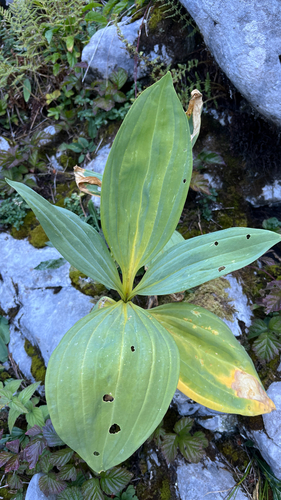 Great Yellow Gentian