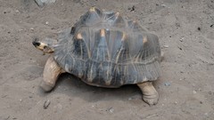 Astrochelys radiata
