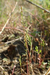 Catapodium rigidum