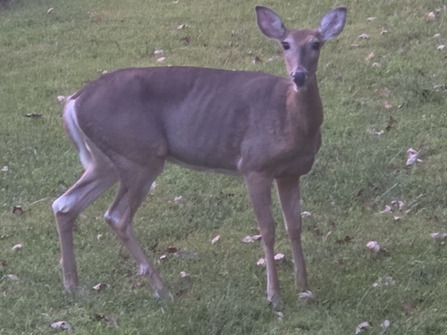 White-tailed Deer
