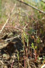 Catapodium rigidum