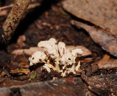 Cordyceps cranstounii