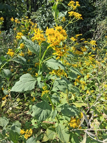 Yellow Crownbeard
