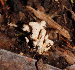 Cordyceps cranstounii