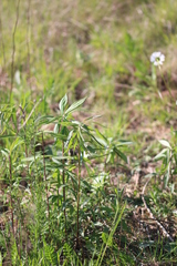 Cassida stigmatica
