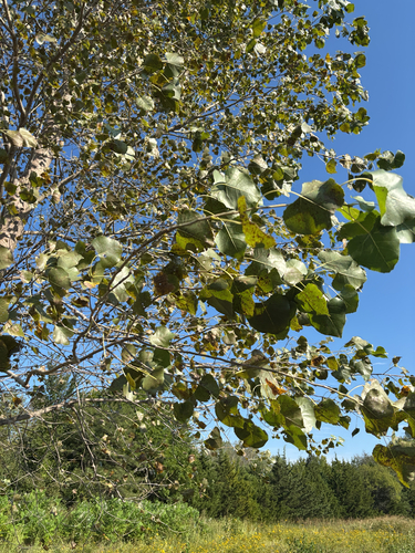 Eastern Cottonwood