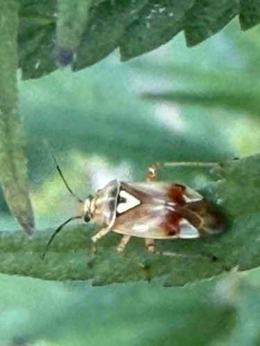 Lygus pratensis