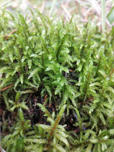 Red-stemmed Feather Moss