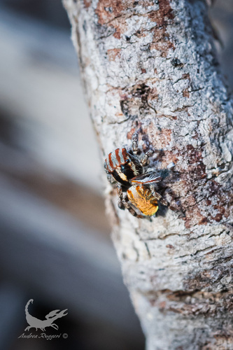 Maratus flavus