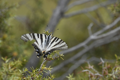 Iberian Scarce Swallowtail