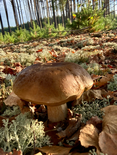 King Bolete