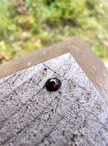 Kidney-spot Ladybird
