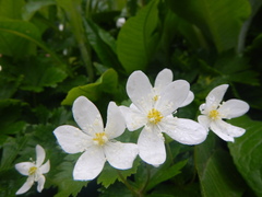 Anemonastrum baicalense