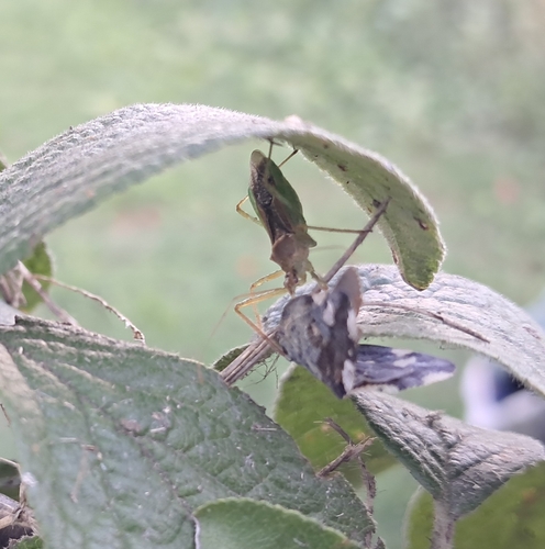 Leafhopper Assassin Bug
