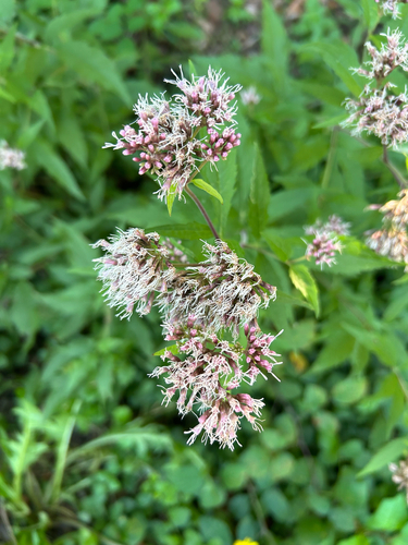 hemp agrimony