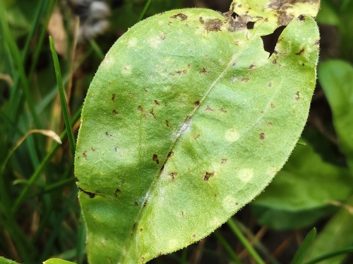 Entyloma calendulae, 2026-09-19