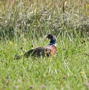 Ring-necked Pheasant