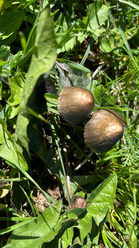 Petticoat Mottlegill