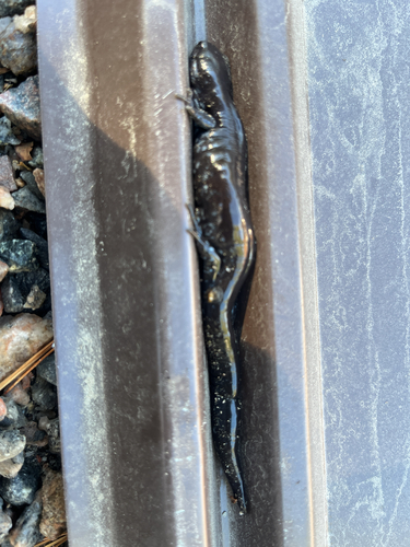 Blue-spotted Salamander