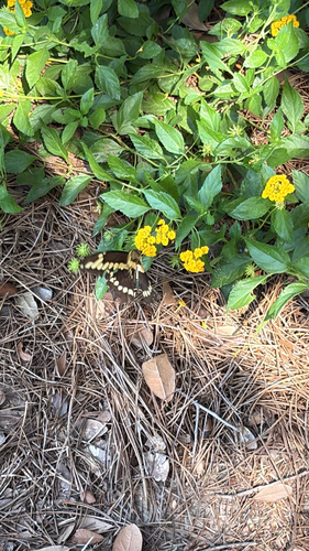 Eastern Giant Swallowtail
