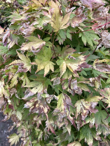 Japanese maple
