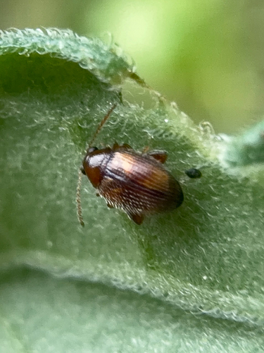 Tobacco Flea Beetle
