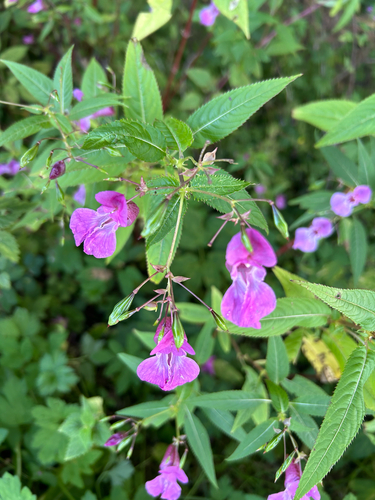 Himalayan balsam