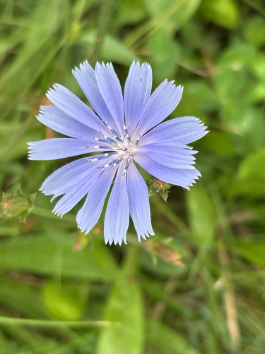chicory