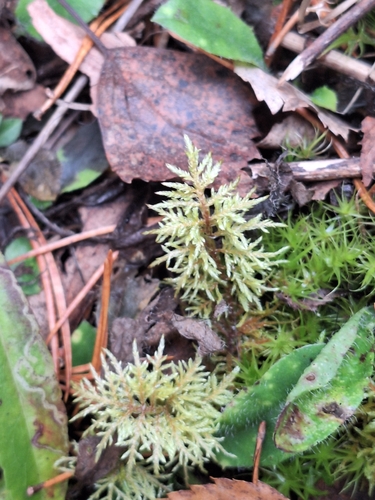 stairstep moss
